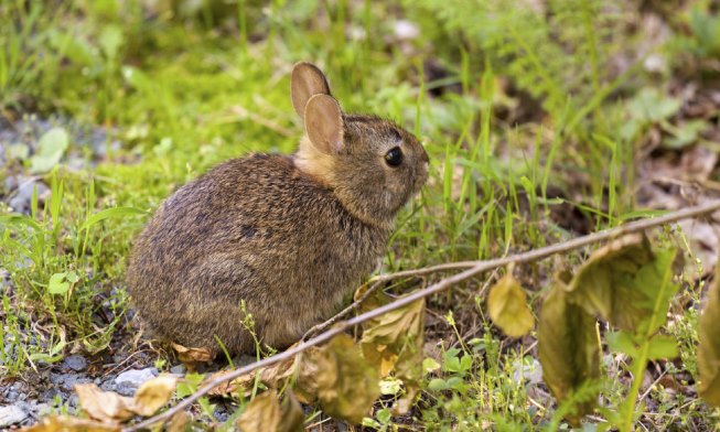 Bunny season at full hop