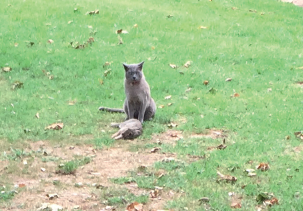 Billy the kitty gunning 4 bunnies