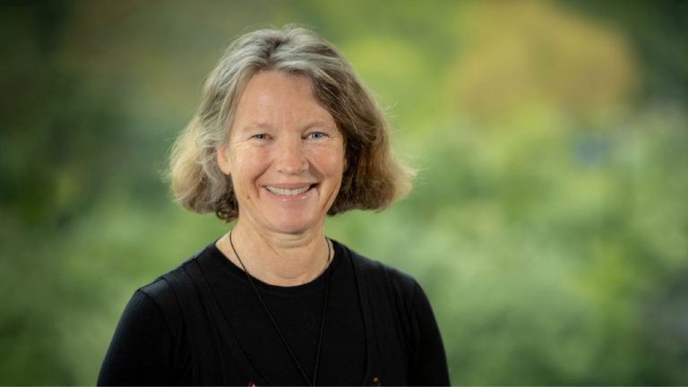 Wasp numbers explode after long, hot summer