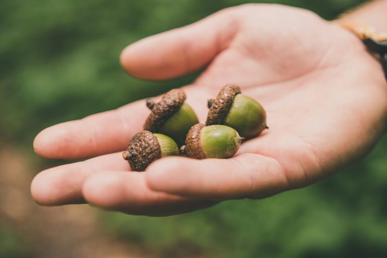 Acorn toxicity in animals