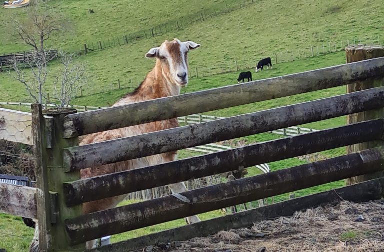 Goats a firm favourite