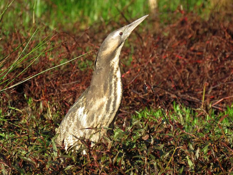 Join the muster; help save a species