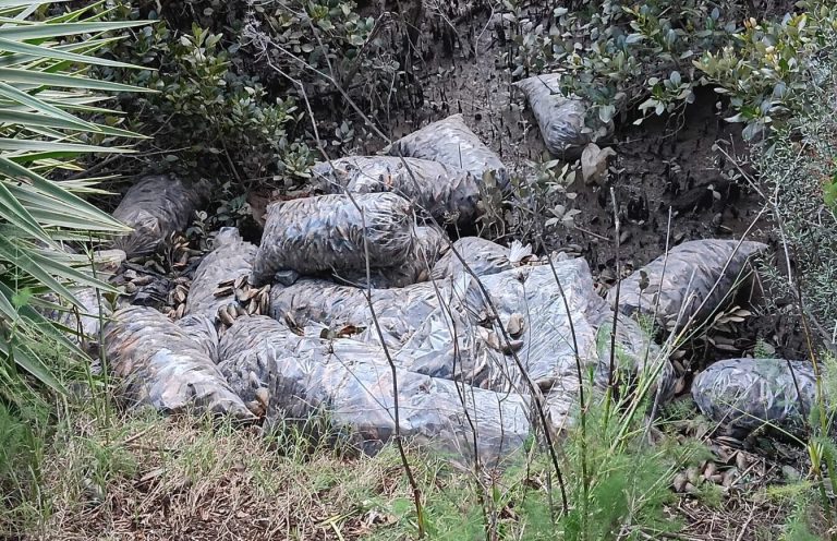 Illegal dumping of mussels annoys council