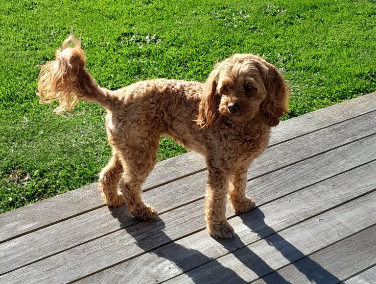 Dog owners need to step up