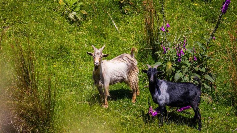 National goat hunting competition opens