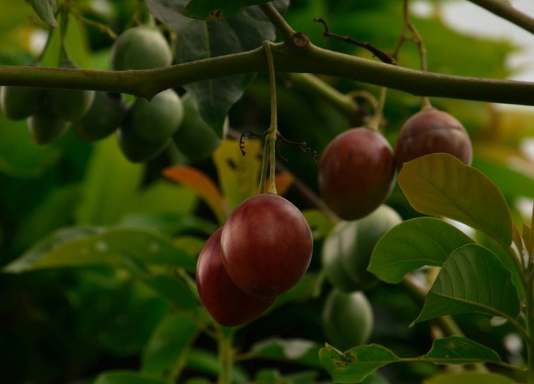 A not-so fruitful adventure