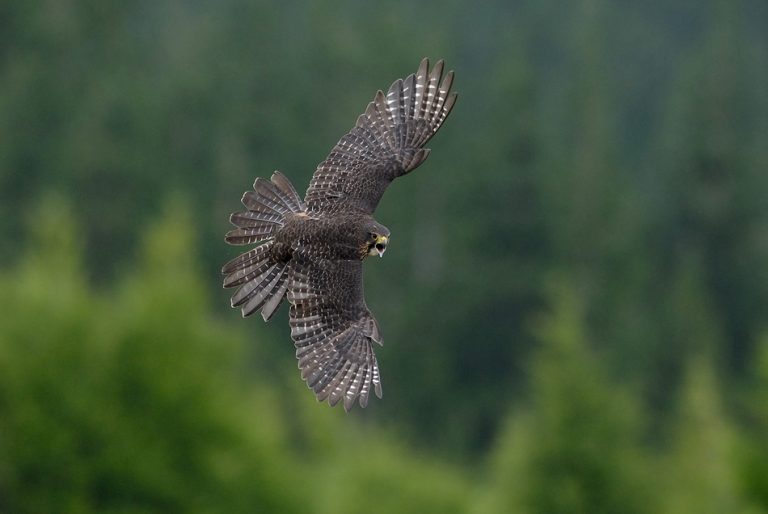 New Zealand’s 2025 Bird of the Year revealed