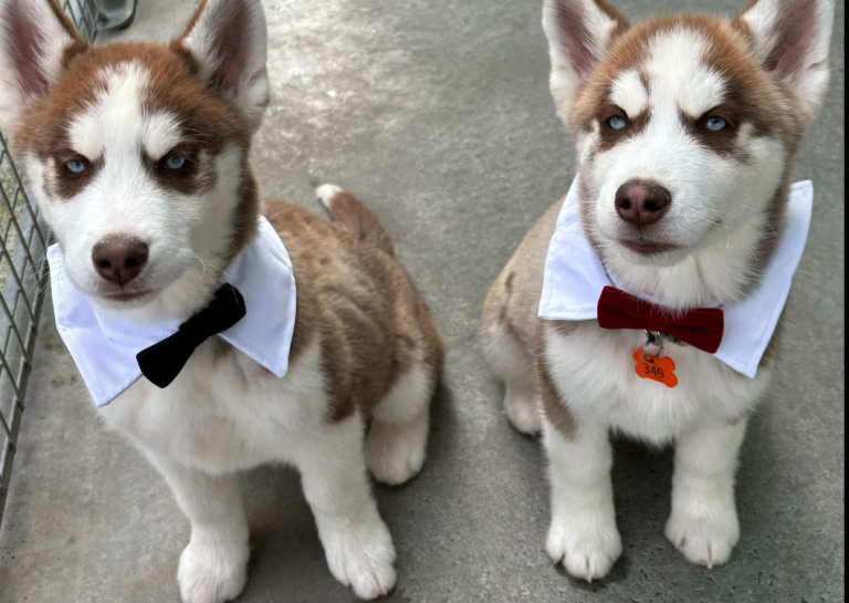 Adoption centre rehomes more than 100 dogs