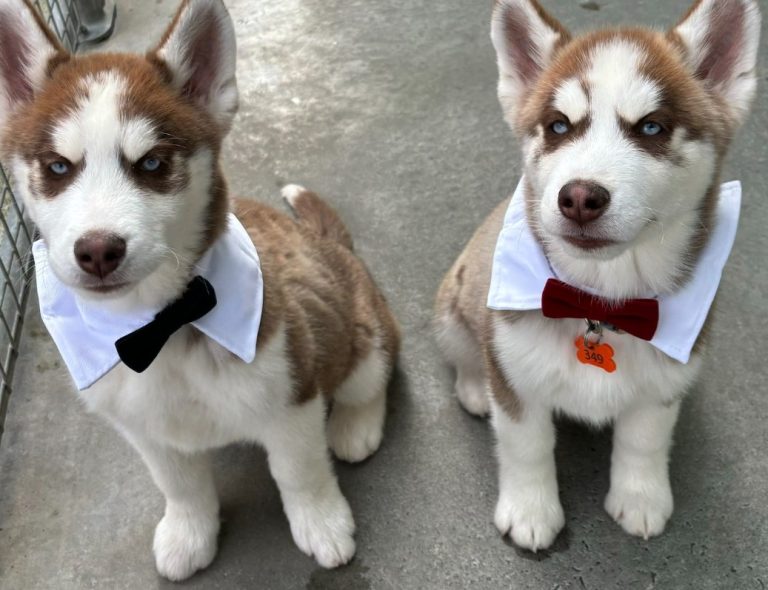 People flock to rehome ‘roaming’ pair of Siberian Huskies