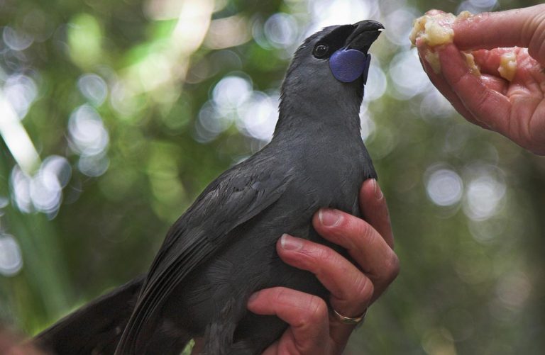Bayly: Catching up with the kōkako