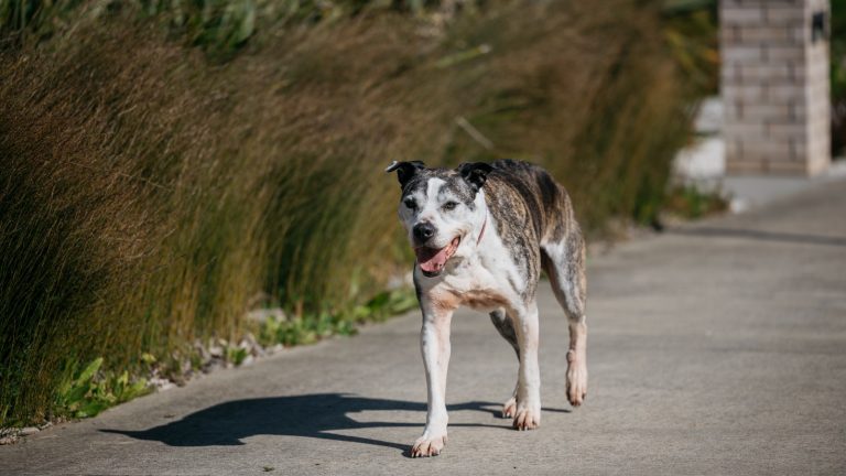 Auckland dog shelters under strain as record numbers impounded