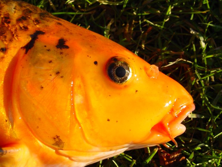 Contest to tackle fishy issue