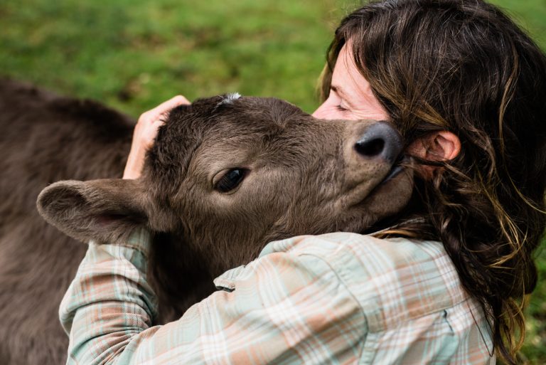 Finding happy homes, for happy calves
