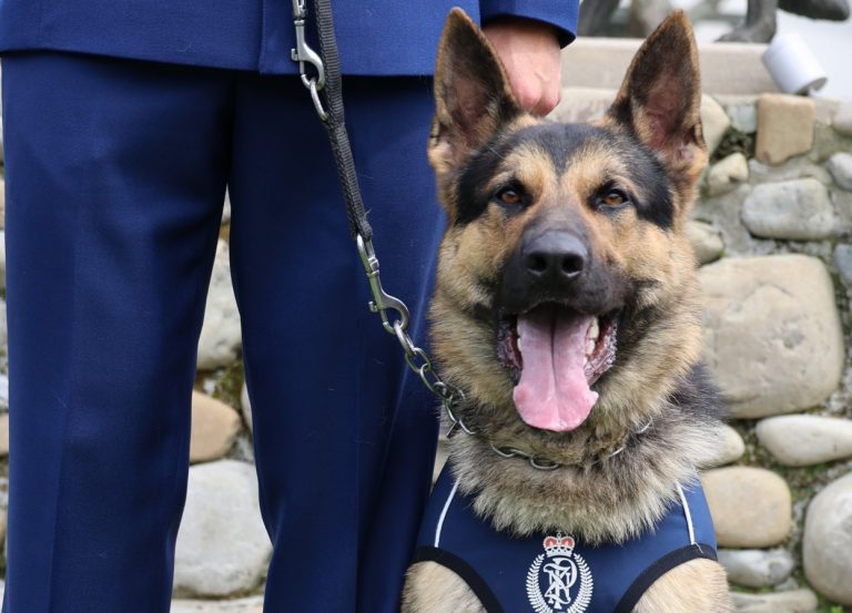 Police dog tracks teen after firearm incident in Manurewa