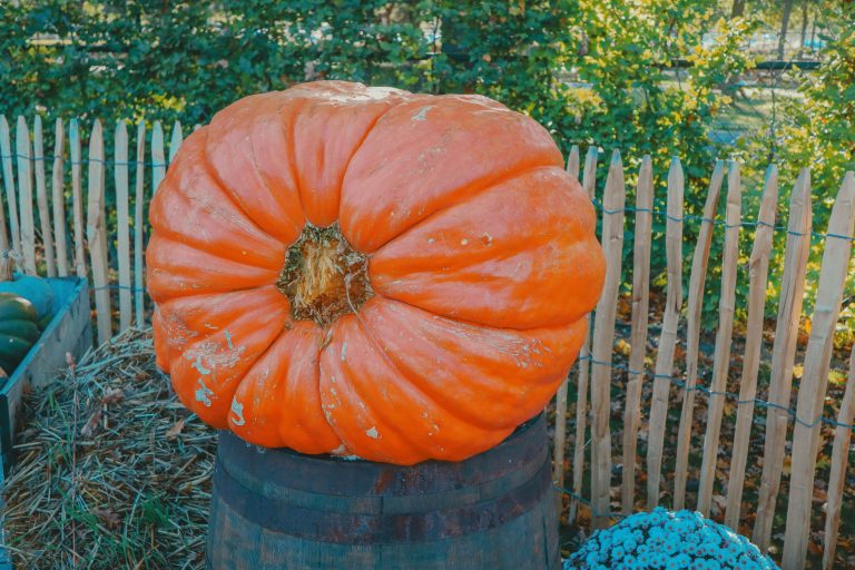 Calling giant pumpkin growers