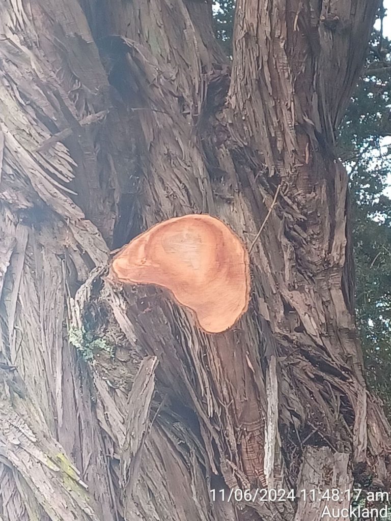 Tree firm fined $29,000 for unlawful trimming of protected tōtara