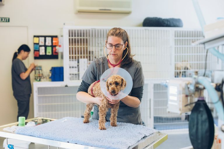 Council’s desexing clinic a hit