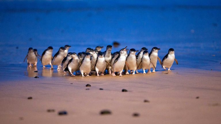 Serendipitous escape to Australia’s Phillip Island