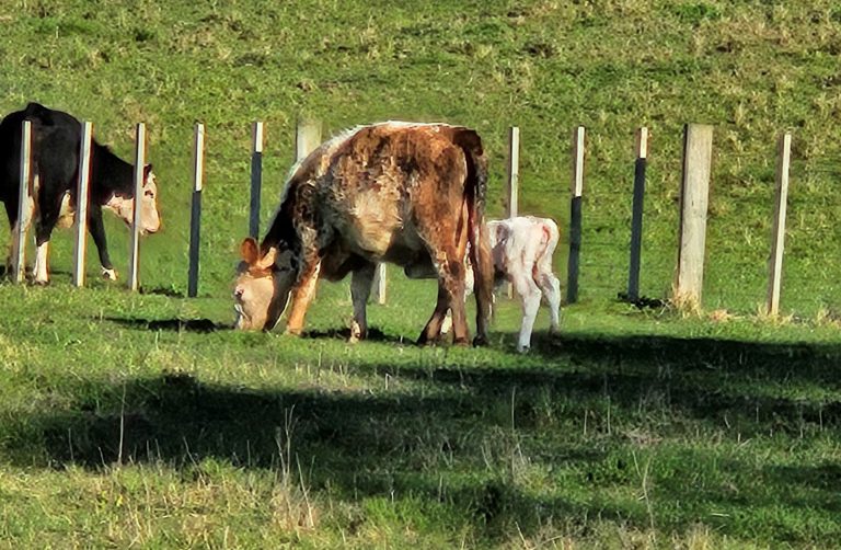 Mending fences