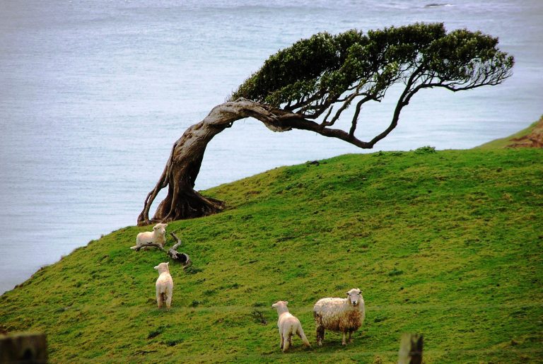 Why the Chatham Islands are worth a visit