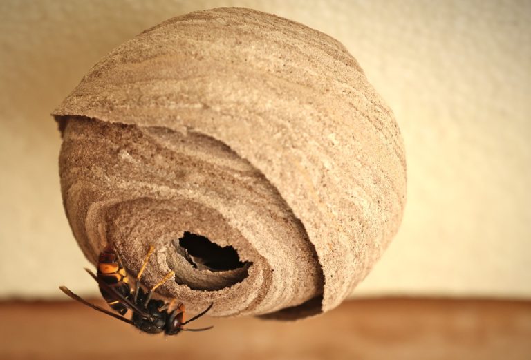 Franklin on alert but risk remains low as hornet surveillance expands