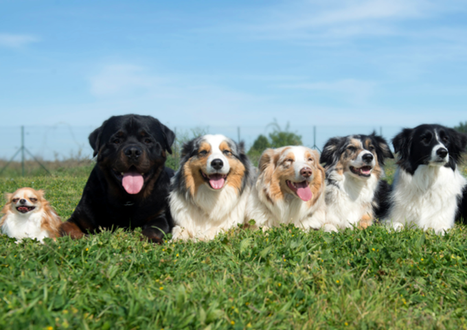 New rules for dog walkers