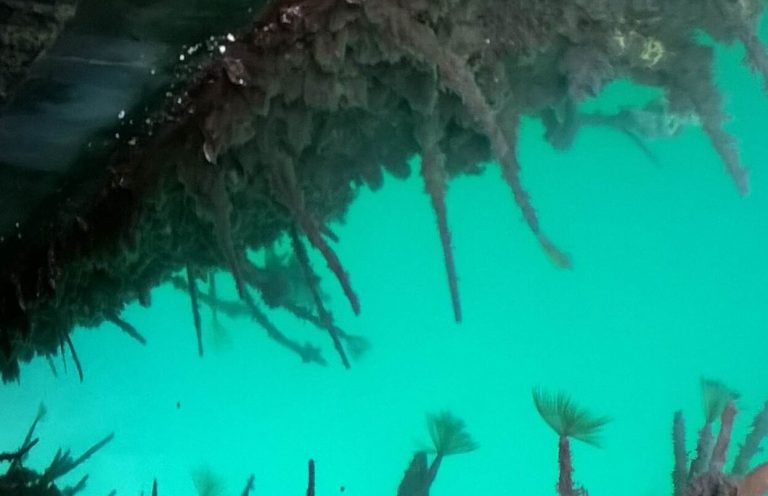 Boaties: Fanworm has no supporters here – check your hull