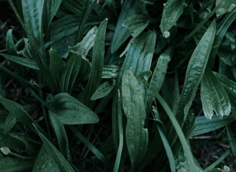 The healing balm of herbs