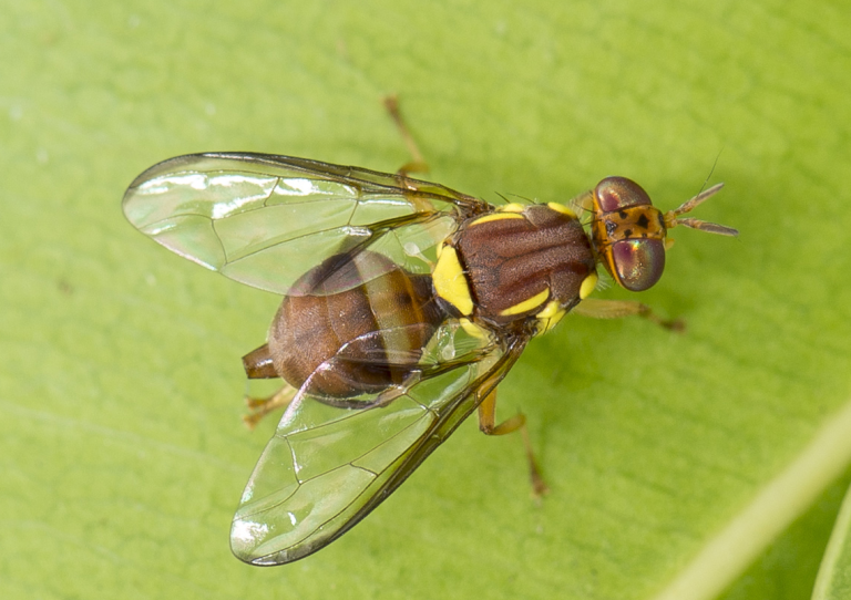 Controls in place as fruit fly investigation continues