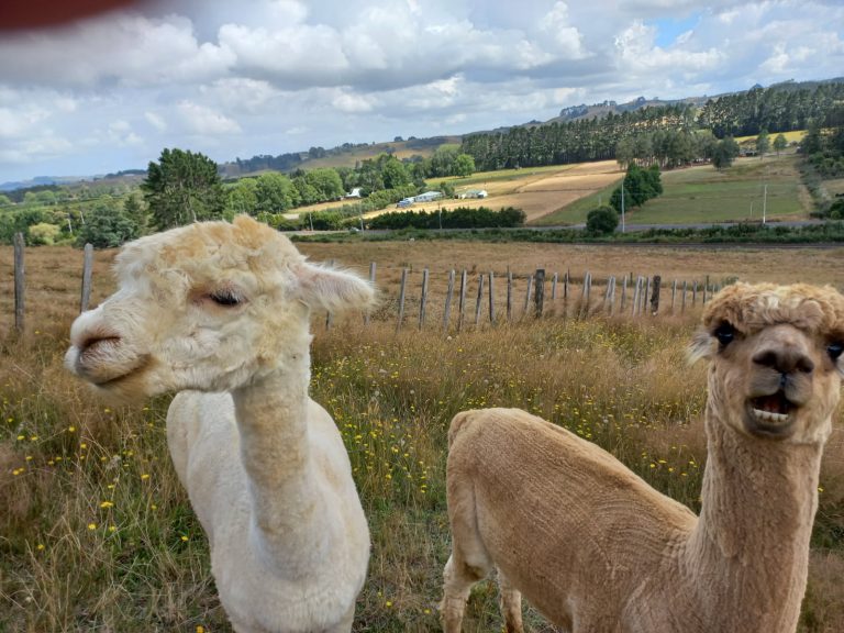 Alpacas, injuries, and ACC