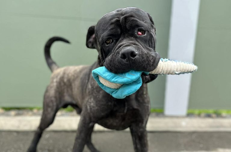 A happy ending for Doofus