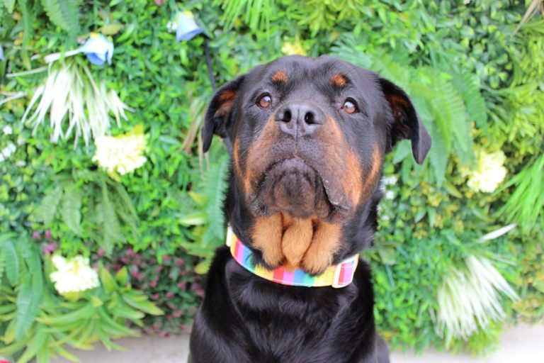 This Valentine’s Day, swipe right on a new best friend