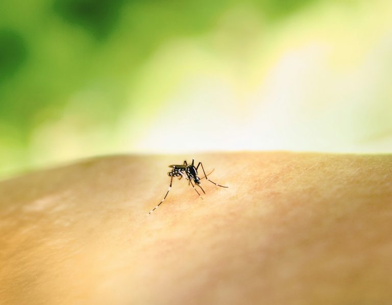Dengue cases surge across Pacific as Health NZ warns travellers to take precautions