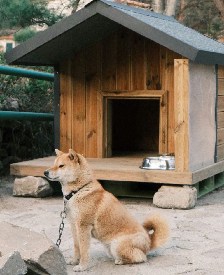 Dog gone? Go home, stay home