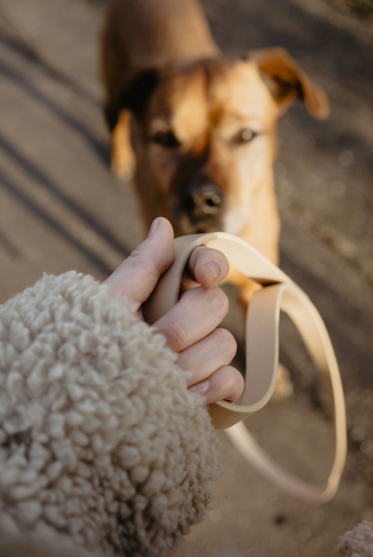 Dog Act not spot on