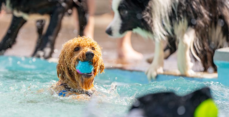 Pool parties – pooches ‘lap’ up