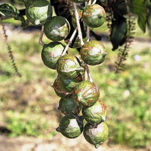 A tough nut to crack…
