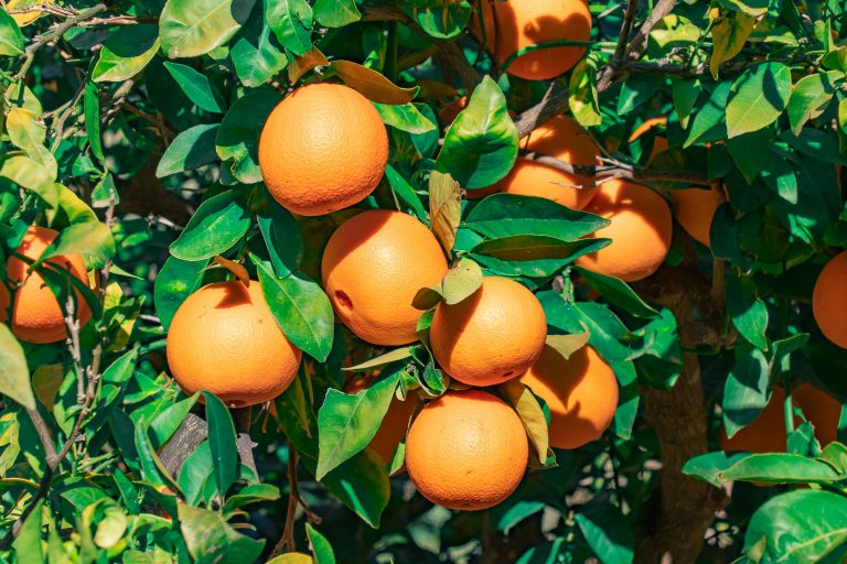 Homegrown citrus – a healthy investment