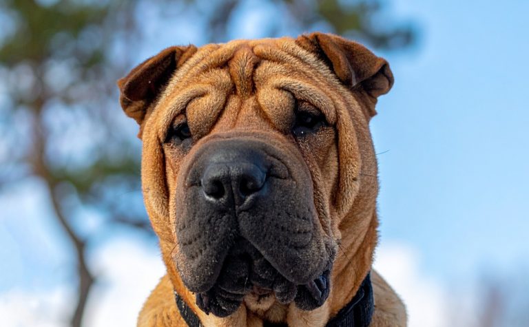 Register dogs – there’s a good master!