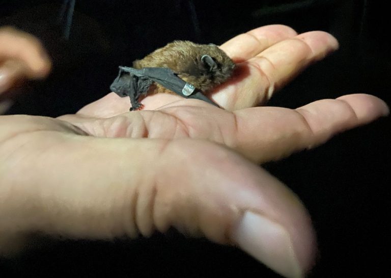 Funding Finding Franklin Bats