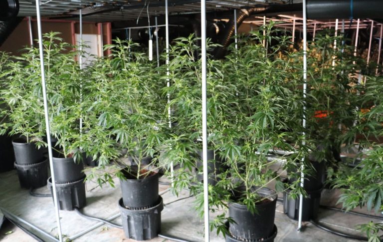 Bright spark roots out grow operation