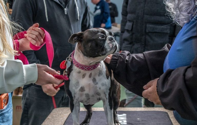 Paws for applause – Boston Terrier Fun Day