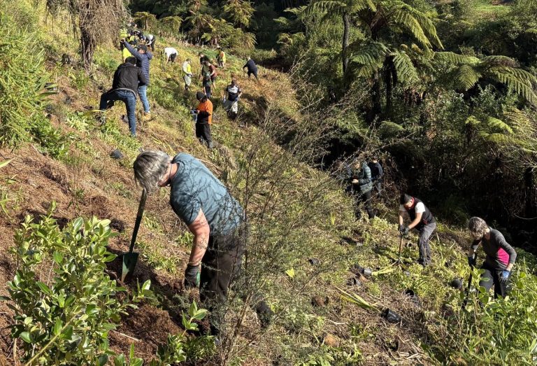 Pukekohe planting – calling all aces of spades