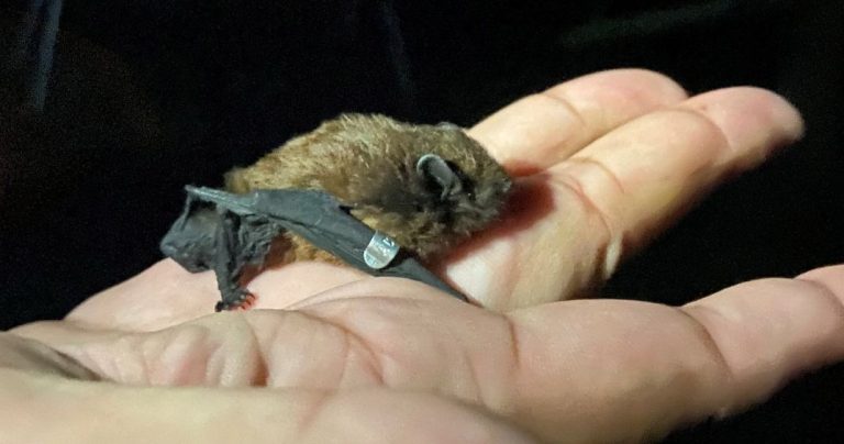Funding Finding Franklin Bats